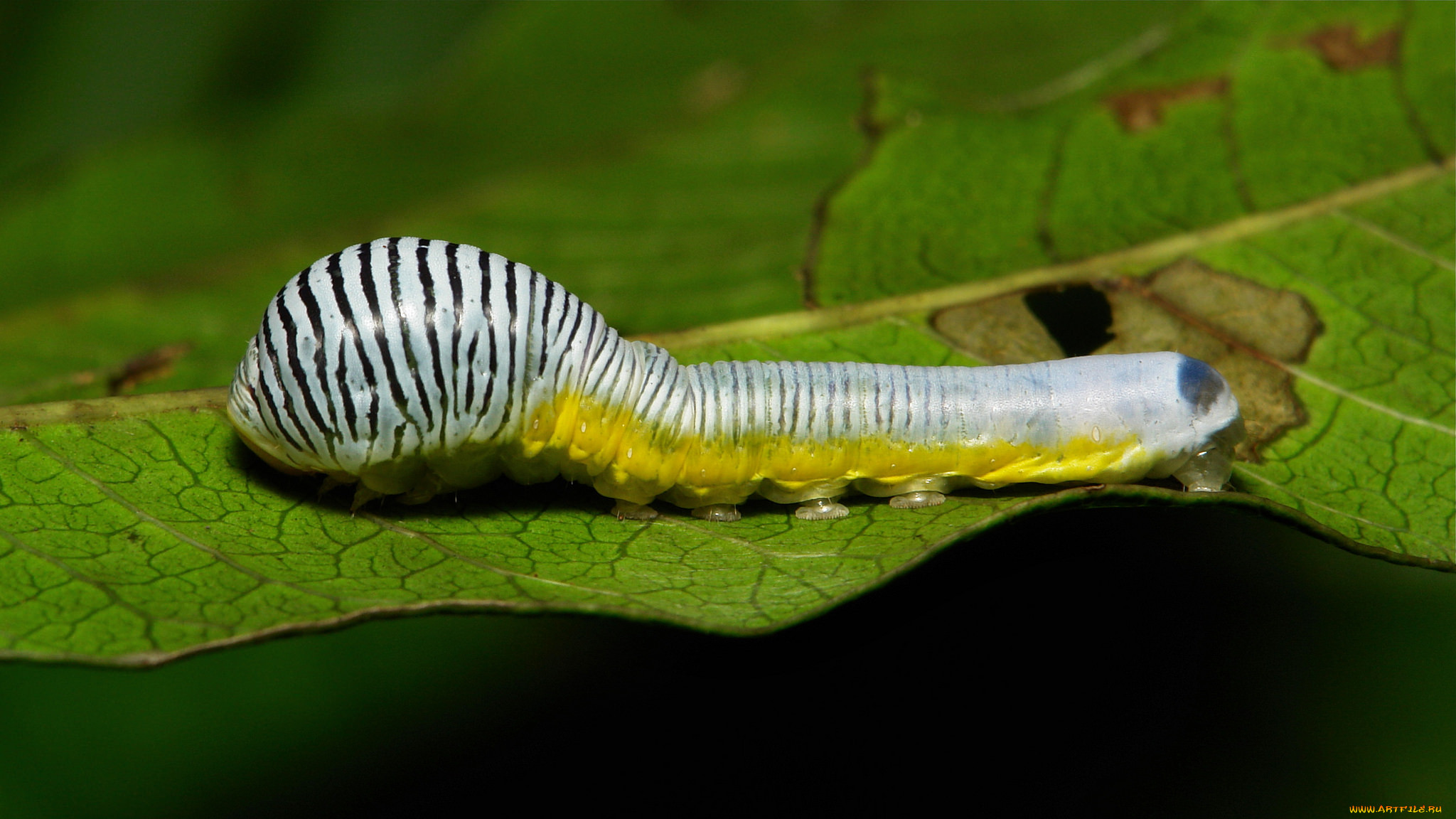 , , , , itchydogimages, 
